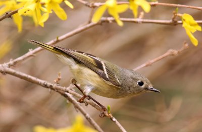 Ruby-crowned Kinglet