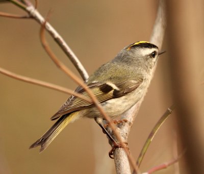 Golden-crowned Kinglet