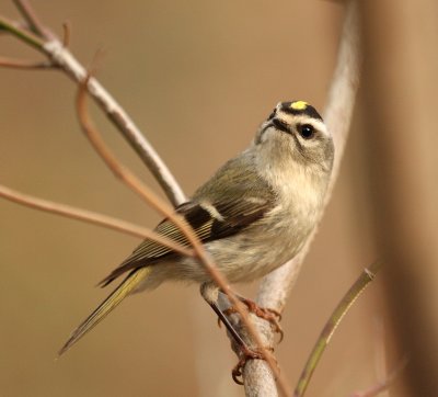 Golden-crowned Kinglet