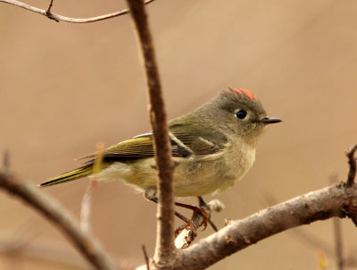 Ruby-crowned Kinglet