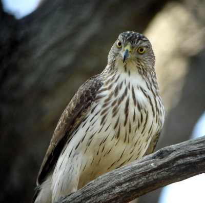 Cooper's Hawk Nest