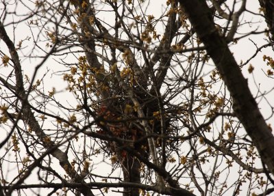Nest in canopy of oak tree