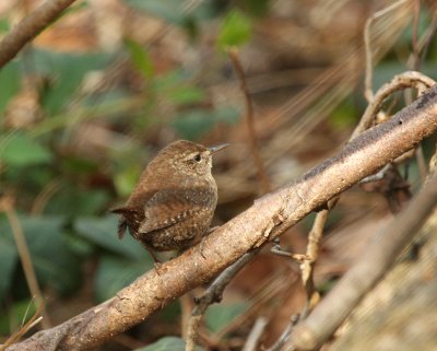 Winter Wren