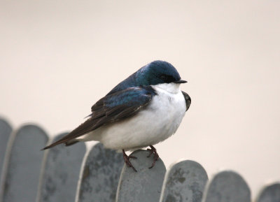Tree Swallow