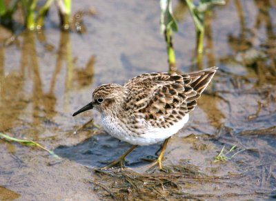 Least Sandpiper