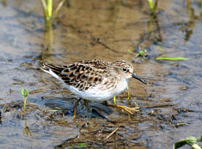 Least Sandpiper