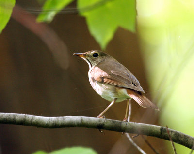 Veery