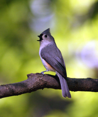 Tufted Titmouse