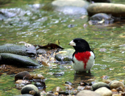 Rose-breasted Grosbeak