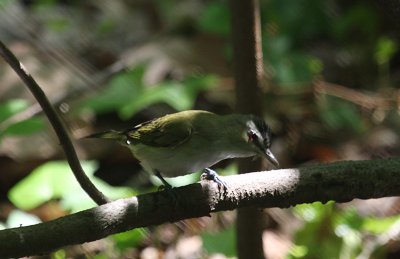 Red-eyed Vireo