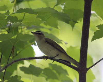 Red-eyed Vireo