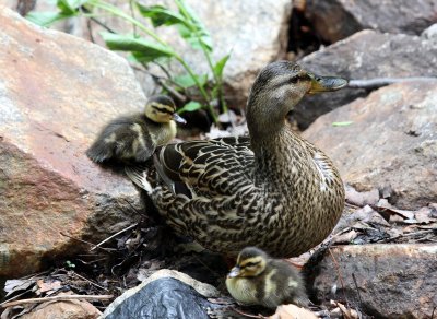 Female Mallard with chicks