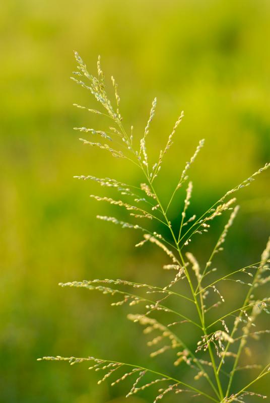 sunsetgrass.jpg