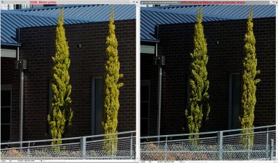 50mmSharpnessCompared to kit and D70.jpg