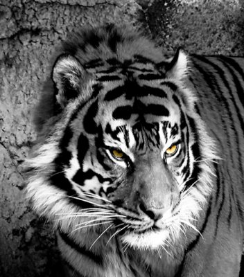 tiger yellow eyes.jpg