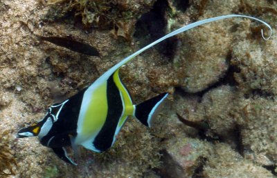 Moorish Idol