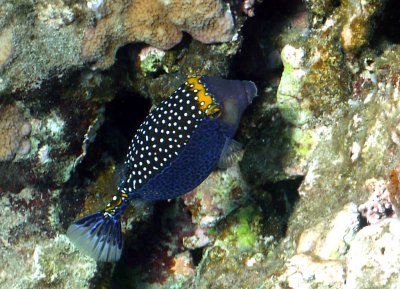 Blue Spots - Male Spotted Boxfish...puffer fish