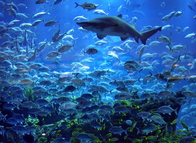 Dubai Giant fish aquarium