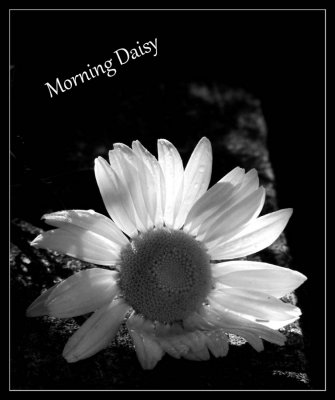 Morning Daisy