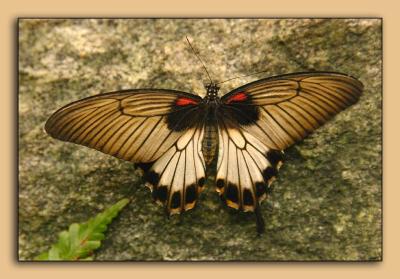 Butterfly-Conservatory-01