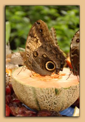 Butterfly-Conservatory-12