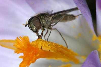 Macrophotography in 2006