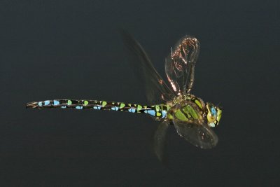 September Dragonflies
