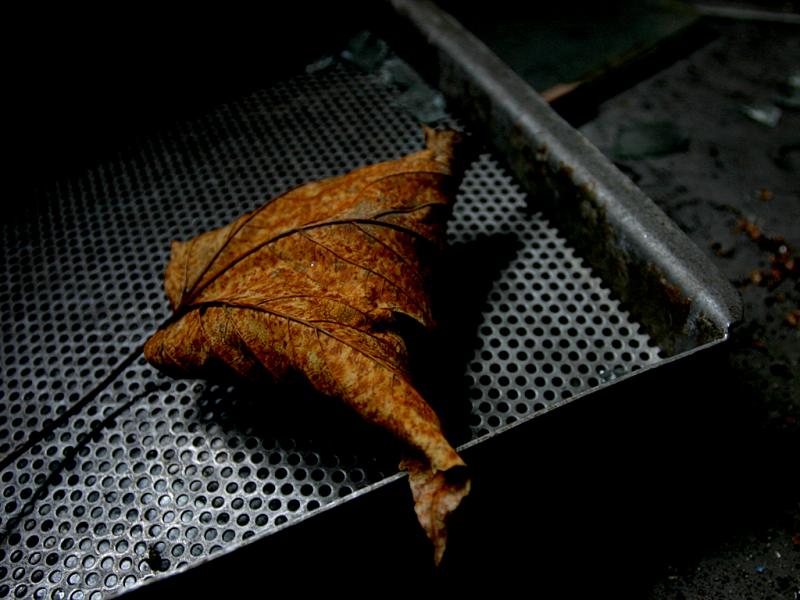 January 16 2006: <br> Forgotten Leaf