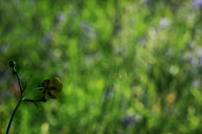 May 11 2009: Buttercups and Bluebells