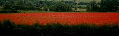 June 21 2009:Passing Poppies