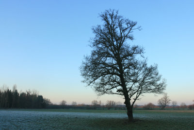 January 4 2010: A Tree in Winter