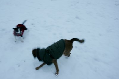 January 12 2010: Playful