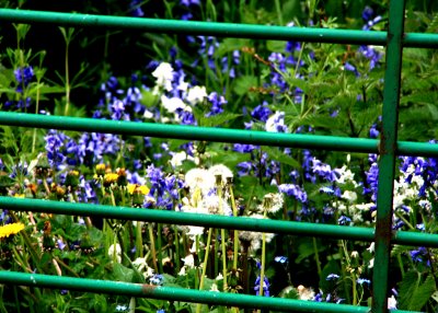 May 17 2010: Someone Else's Flowers