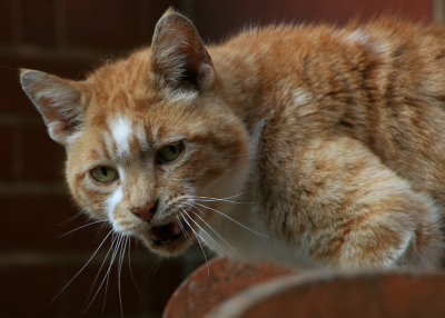 May 28 2010: More than just meow