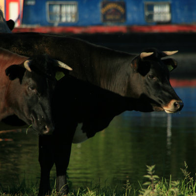 June 3 2010:Bovine Blockage