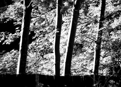 June 8 2010: Almost Upright