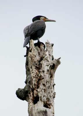 June 9 2010:<br> Cormorant