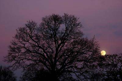 December 15 2005:Moonrise at Sunset