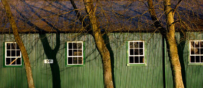 February 11 2006:  Windows and Trees	