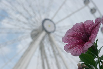 Flower by the Wheel 