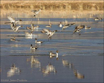 Northern Pintails