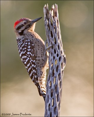 Ladder-Backed Woodpecker