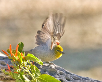 Verdin