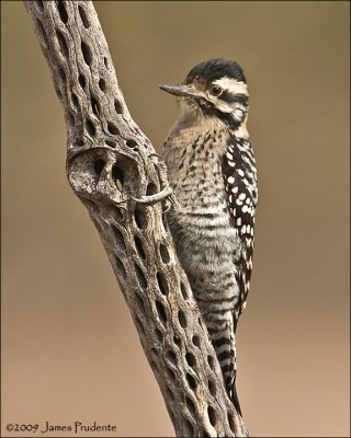 Ladder-Backed Woodpecker