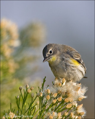 Yellow-Rumped Warbler