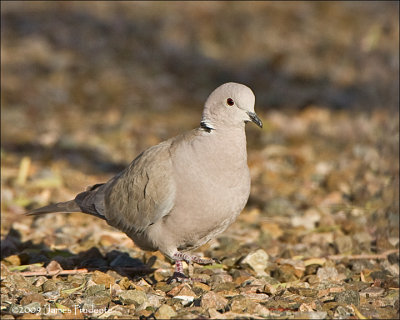 Eurasian Collared Dove