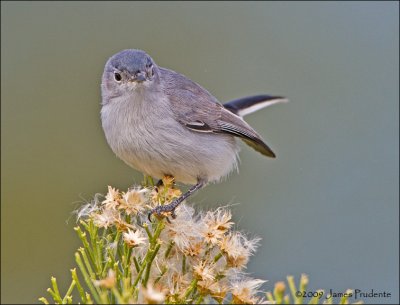 Blue-Gray Gnatcatcher