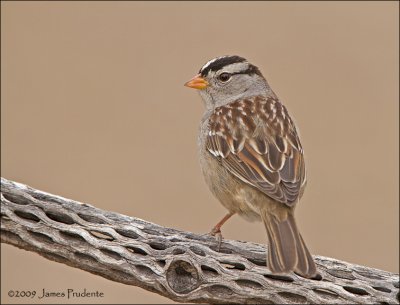 White-Crowned Sparrow