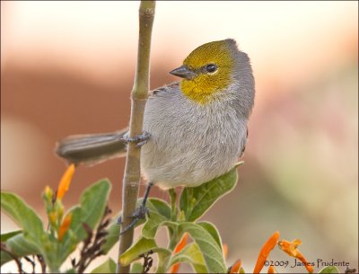 Verdin