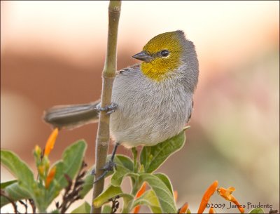 Verdin